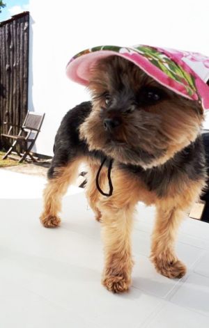 L'adorable Maia vous présente sa casquette pour chien fleurie 